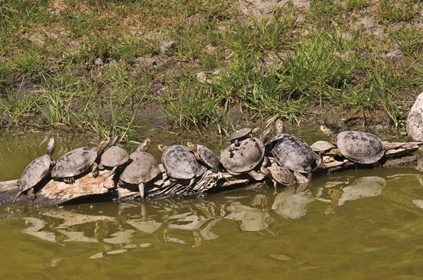Western pond turtles at Sunol